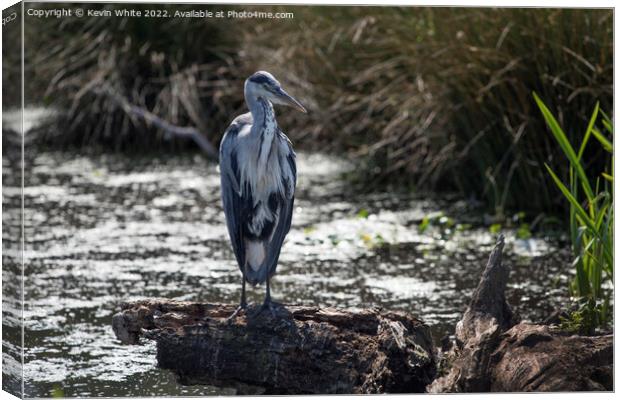 Portrait of grey heron on log Canvas Print by Kevin White