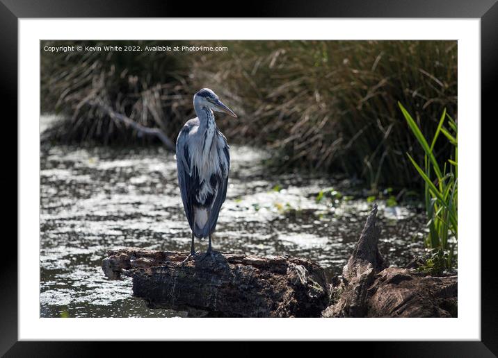 Portrait of grey heron on log Framed Mounted Print by Kevin White