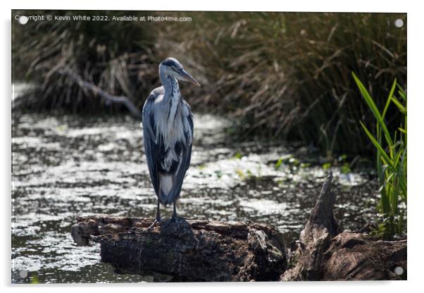 Portrait of grey heron on log Acrylic by Kevin White