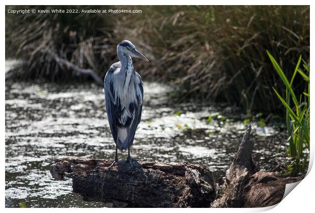 Portrait of grey heron on log Print by Kevin White