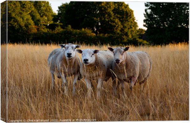 We three sheep Canvas Print by Clive Karl Wuest