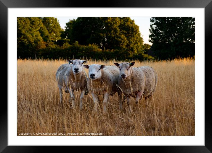 We three sheep Framed Mounted Print by Clive Karl Wuest