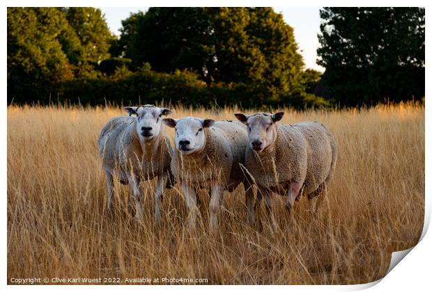We three sheep Print by Clive Karl Wuest