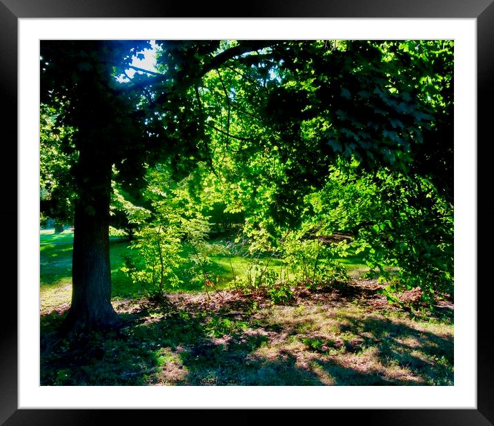 Sun and Shadow Framed Mounted Print by Stephanie Moore