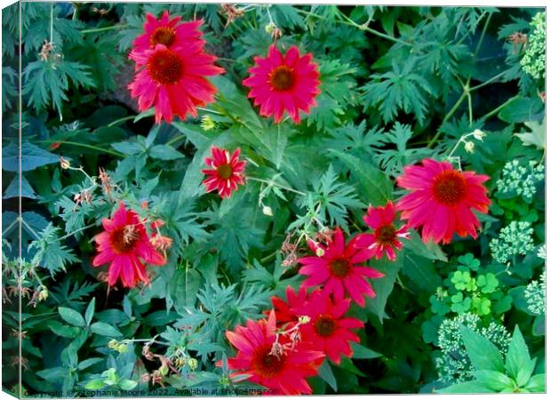 Red Daisies Canvas Print by Stephanie Moore