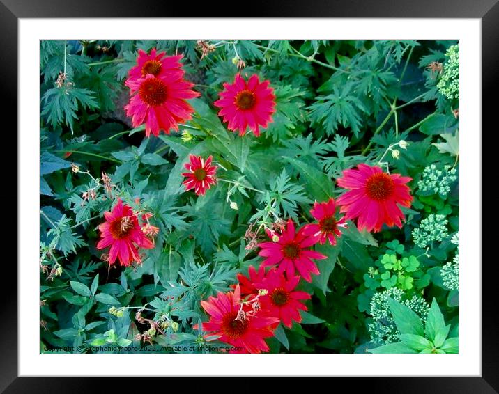 Red Daisies Framed Mounted Print by Stephanie Moore