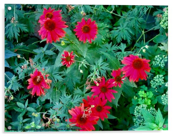 Red Daisies Acrylic by Stephanie Moore