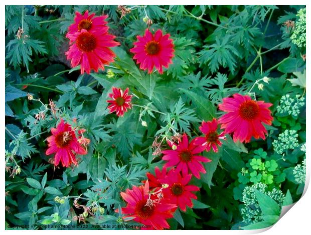 Red Daisies Print by Stephanie Moore