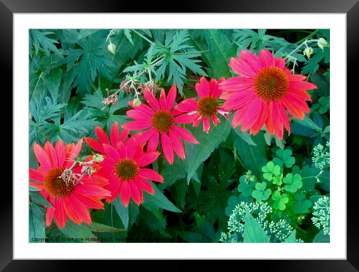 Red daisies Framed Mounted Print by Stephanie Moore