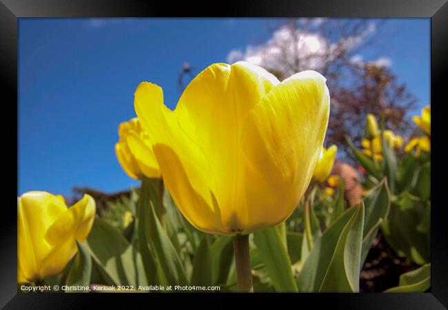 Yellow Tulip Framed Print by Christine Kerioak