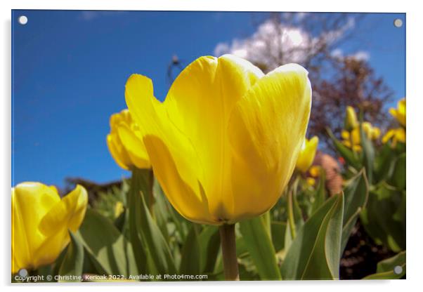 Yellow Tulip Acrylic by Christine Kerioak
