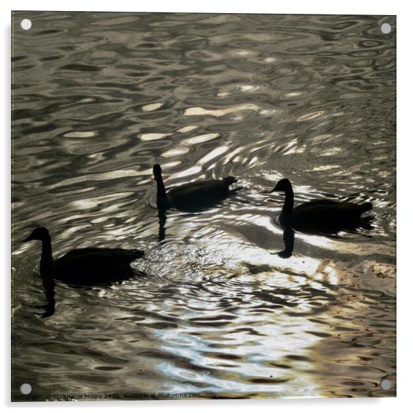 Early Morning Geese Acrylic by Stephanie Moore