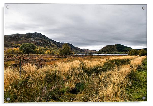 Loch Ruthven RSPB reserve Acrylic by Jacqi Elmslie