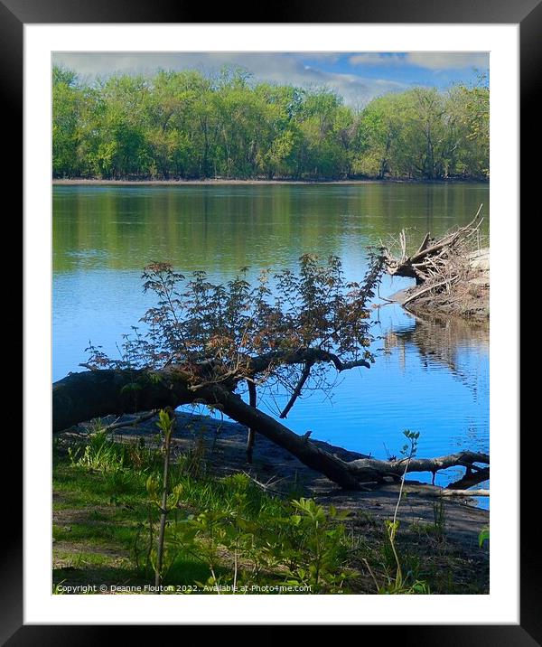 The Life of a Fallen Tree Branch Framed Mounted Print by Deanne Flouton