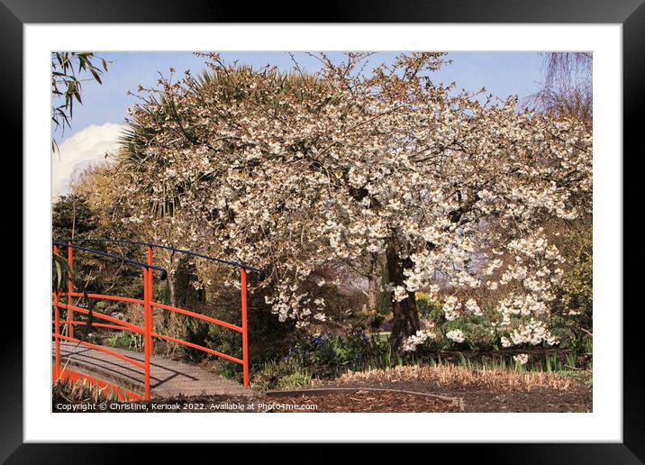 Cherry Tree in Bloom Beside a Red Bridge Framed Mounted Print by Christine Kerioak