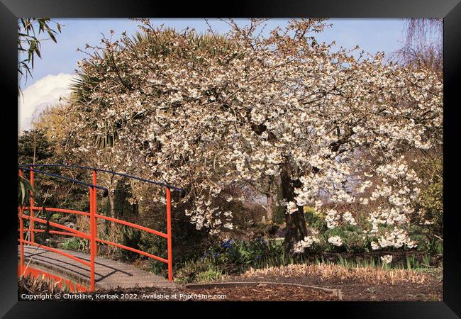 Cherry Tree in Bloom Beside a Red Bridge Framed Print by Christine Kerioak
