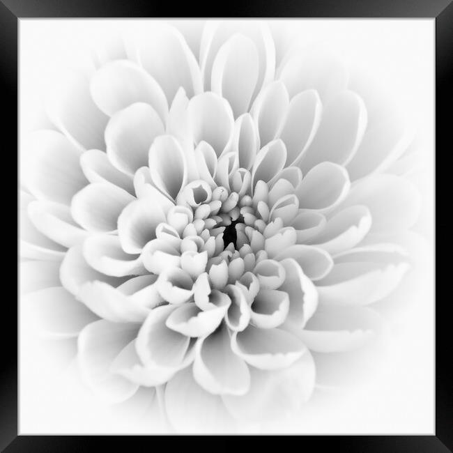 Perfect petals Framed Print by Bill Allsopp