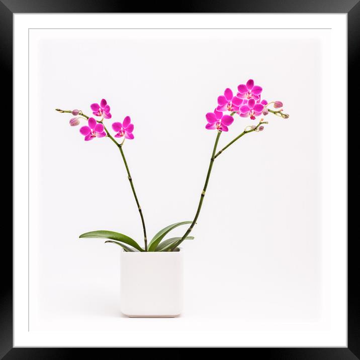 Elegant Orchid. Framed Mounted Print by Bill Allsopp
