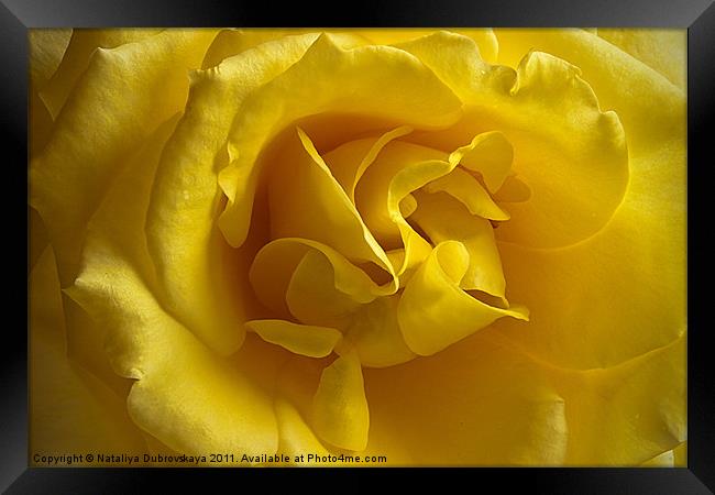 Yellow Rose Framed Print by Nataliya Dubrovskaya