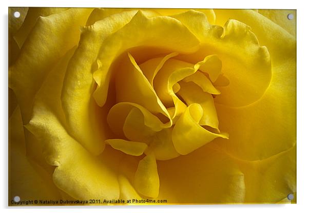 Yellow Rose Acrylic by Nataliya Dubrovskaya