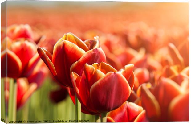 Dutch Red Tulips Close Up  Canvas Print by Simo Wave
