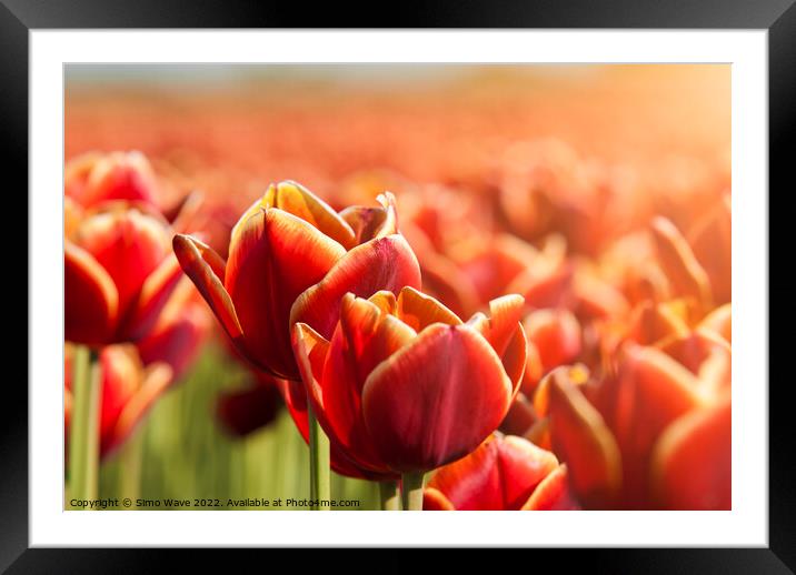Dutch Red Tulips Close Up  Framed Mounted Print by Simo Wave