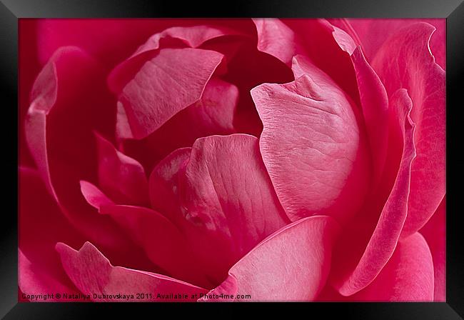 Pink rose Framed Print by Nataliya Dubrovskaya