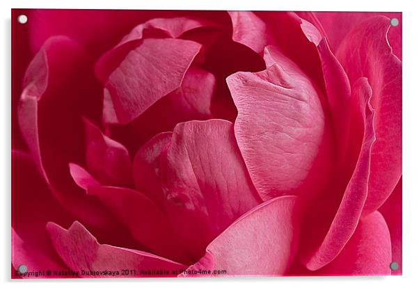 Pink rose Acrylic by Nataliya Dubrovskaya