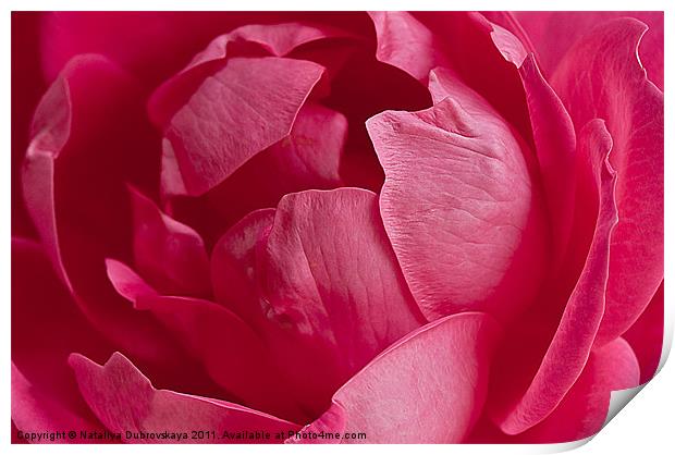Pink rose Print by Nataliya Dubrovskaya