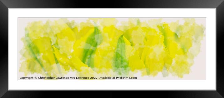 Yellow Tulip Panorama Framed Mounted Print by Christopher Lawrence Mrs Lawrence
