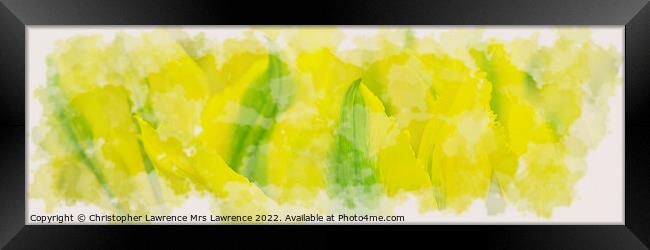 Yellow Tulip Panorama Framed Print by Christopher Lawrence Mrs Lawrence