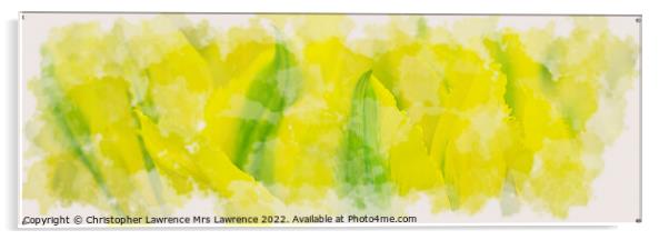 Yellow Tulip Panorama Acrylic by Christopher Lawrence Mrs Lawrence