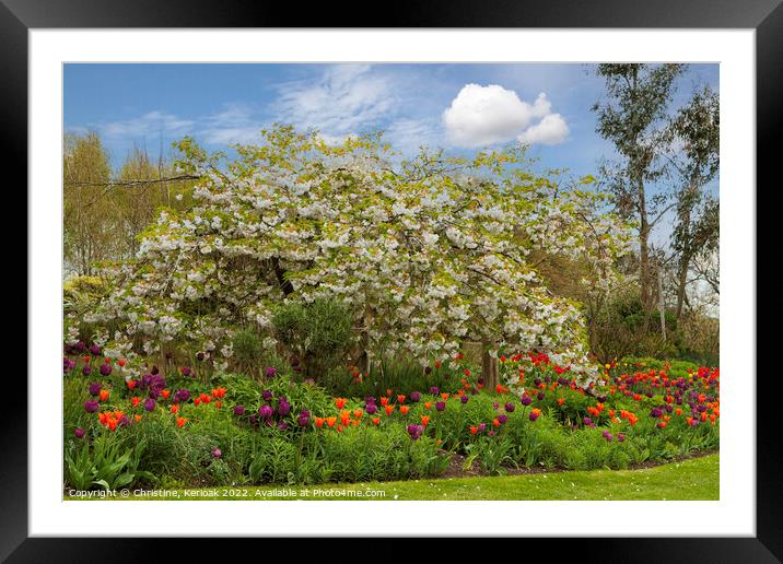 Glowing Tulips in Spring Garden Framed Mounted Print by Christine Kerioak
