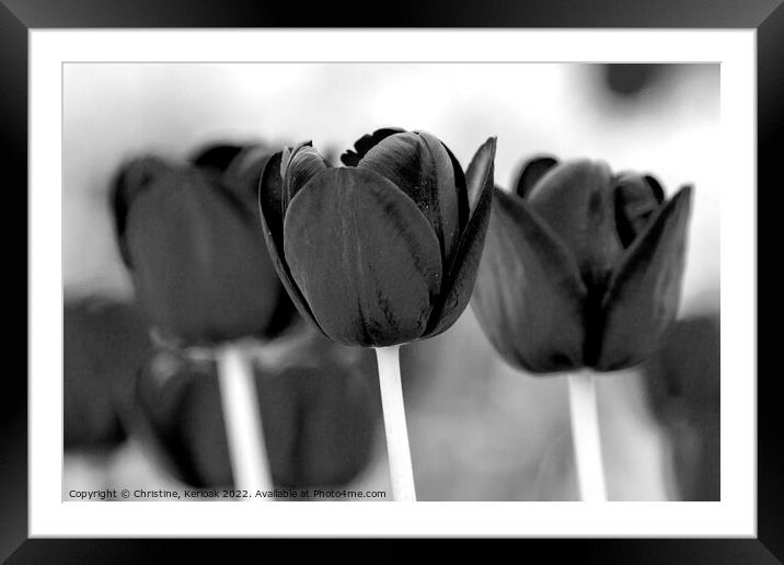 Three Black Tulips Framed Mounted Print by Christine Kerioak
