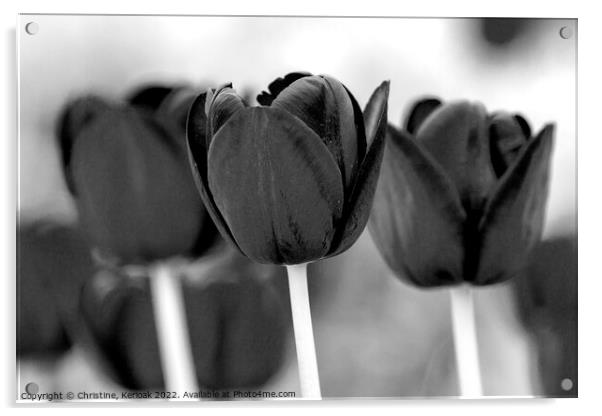 Three Black Tulips Acrylic by Christine Kerioak