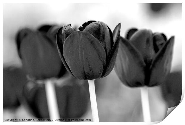 Three Black Tulips Print by Christine Kerioak