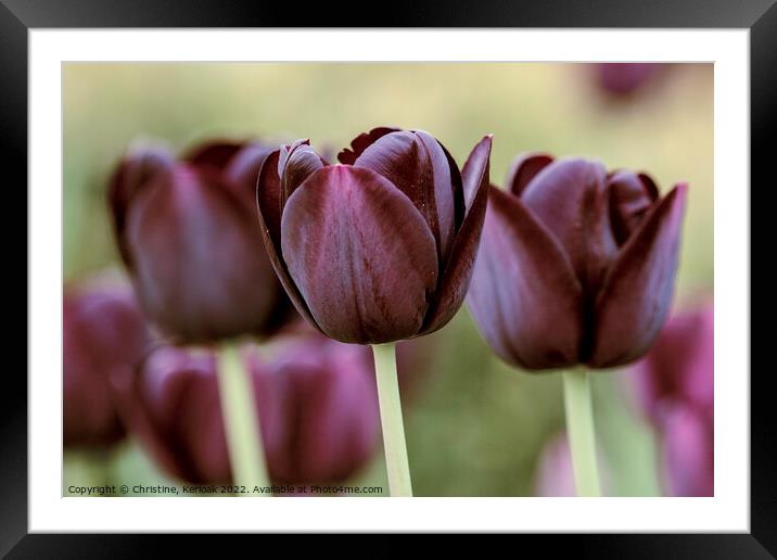 Queen of the Night Tulips Framed Mounted Print by Christine Kerioak