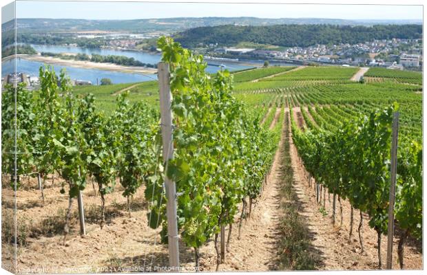 View over the vineyards in the beautiful town of Rüdesheim Canvas Print by Lensw0rld 