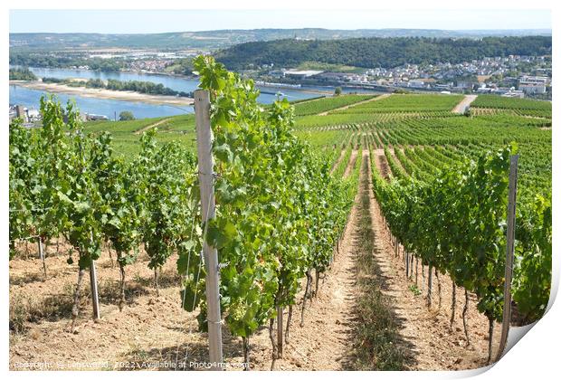 View over the vineyards in the beautiful town of Rüdesheim Print by Lensw0rld 