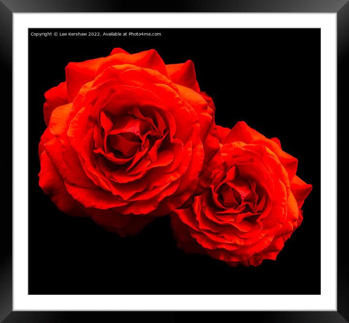 "Passionate Blooms" Framed Mounted Print by Lee Kershaw