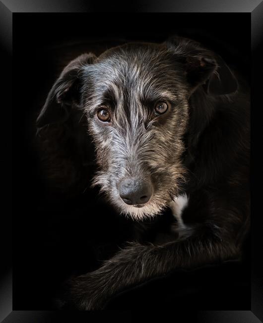 Portrait of a lurcher puppy. Framed Print by Bill Allsopp