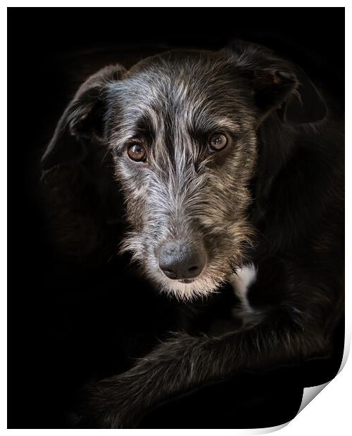 Portrait of a lurcher puppy. Print by Bill Allsopp