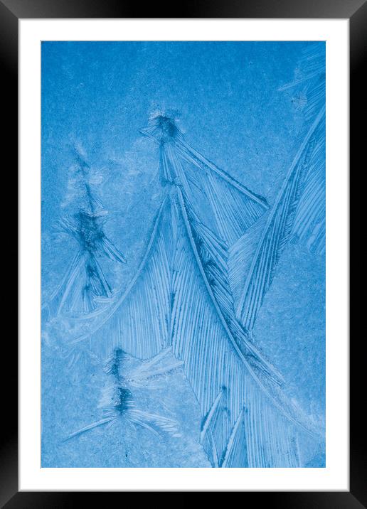 Jack Frost's Feathers  Framed Mounted Print by Bill Allsopp