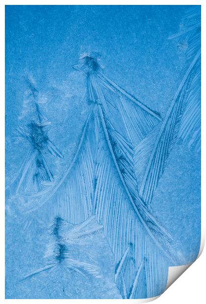 Jack Frost's Feathers  Print by Bill Allsopp