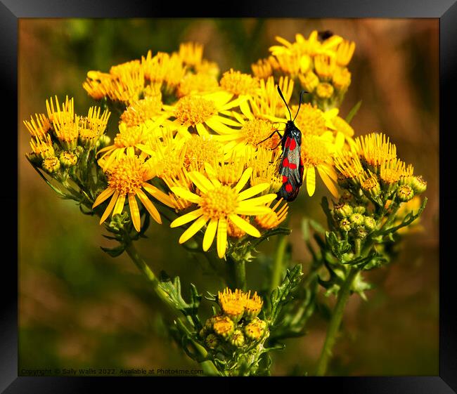 Cinnabar moth on ragwort Framed Print by Sally Wallis