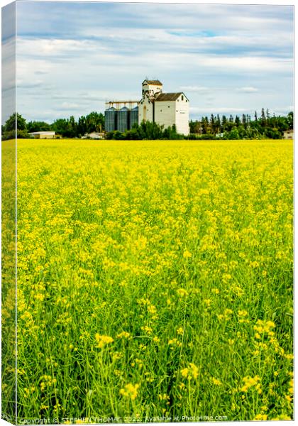 Canola and Dugald Grain Elevator Canvas Print by STEPHEN THOMAS