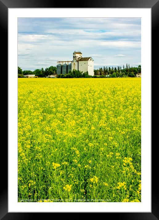 Canola and Dugald Grain Elevator Framed Mounted Print by STEPHEN THOMAS