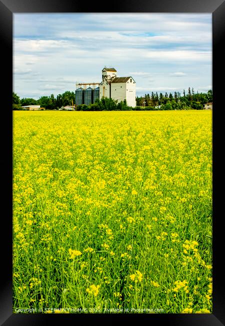 Canola and Dugald Grain Elevator Framed Print by STEPHEN THOMAS