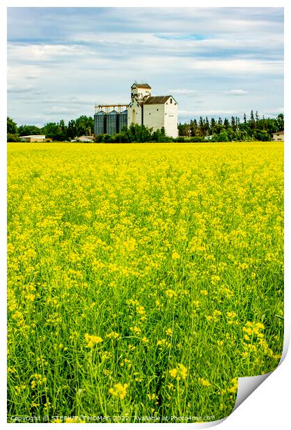 Canola and Dugald Grain Elevator Print by STEPHEN THOMAS