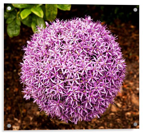 Mauve Allium Ball Acrylic by Sally Wallis
